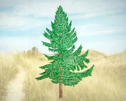 Even though the spruce can grow to heights of 50 feet or more, the tree still has an it fares best in full sun and can tolerate mild to moderate droughts relatively well. 4 Most Common Spruce Trees Of Michigan Owlcation