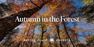 St. Croix Valley Memorial Forest | Autumn in the Forest