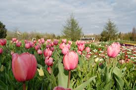 Tulpenblute Im Park Der Garten In Bad Zwischenahn Ostfriesland Urlaub Ostfriesland An Der Nordseekuste