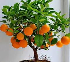 Tetapi, tidak semua tanaman itu kebutuhan sinar mataharinya sama, ada yang suka. 10 Pilihan Tanaman Buah Dalam Ruangan Ternyata Bisa Ditaruh Di Pot Kecil Rumah123 Com