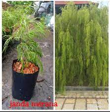 Ogos 2010 iaitu sehari sebelum karnival memancing. Pokok Janda Merana Jual Beli Anak Pokok Dan Bunga Facebook