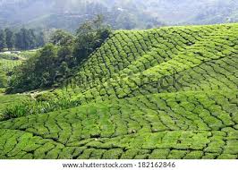 We did not find results for: Landscape With Tea Plantation Cameron Highlands Malaysia Stock Images Page Everypixel
