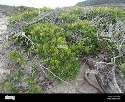 Image result for Pterocelastrus