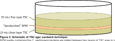 We did not find results for: Enrichment And Detection Of Clostridium Perfringens Toxinotypes In Retail Food Samples Semantic Scholar