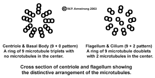 Maybe you would like to learn more about one of these? Lab Manual Exercise 1a