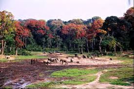 Image result for Rinorea brachypetala