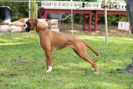 Boxerkennel Oet Pleegste