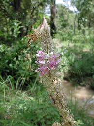 Image result for Uraria picta