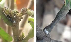 From there the suppuration spreads along the marrow cavity and also through the cortex. Early Detection Can Eradicate Cocoa Disease In West Africa World Cocoa Foundation