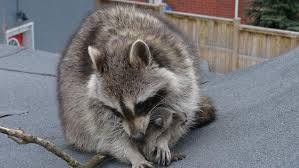 Enter your word below and click here to search Raccoons In Torpor Mississauga Skedaddle Wildlife Control