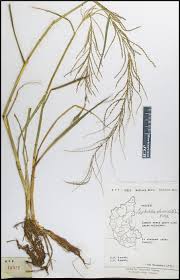 Image result for Lipocarpha chinensis
