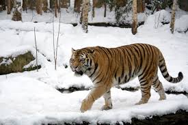 The Siberian Tiger Panthera Tigris Altaica Also Known As The Amur Tiger Is A Tiger Subspecies Inhabiting Mainly The S Avec Images Tigre De Neige Felin Especes Menacees