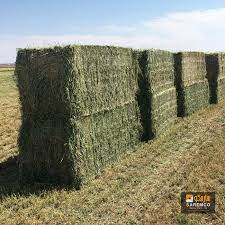 36 Alfalfa Hay Ideas Alfalfa Hay Alfalfa Hays