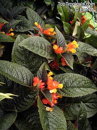 Image result for Clutia pulchella