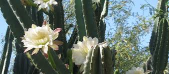 The fragrant blooms appear intermittently during the summer months. Queen Of The Night The Night Blooming Cereus The Ranch