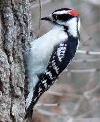 Woodpecker Identification Chart 101 Common New