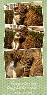 Cats can be cooperative when something feels good, which, to a cat, is the way everything is supposed to feel as much of the time as possible. True Friendship Quotes Cats Friendship Christmas Thanksgiving Holiday Quote Friendship Quotes Images True Friendship Friendship Quotes Inspirational