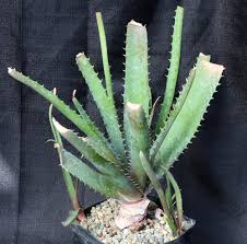 Image result for Aloe cameronii × greatheadii