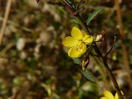 Image result for Chamaecrista mimosoides