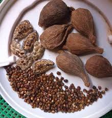 Spiritual Symbolism of Ose Oji (Alligator Pepper) in Igbo Culture || Nnewi City