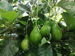 Maybe you would like to learn more about one of these? Butter Fruit Also Called As Avocado In Groups On Tree Stock Photo Picture And Royalty Free Image Image 151251424