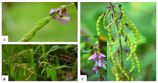 Image result for Desmodium tortuosum