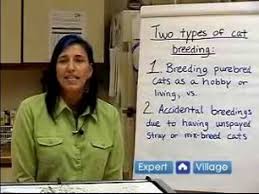 Your cat (queen) often won't show any physical symptoms of pregnancy until she is a few weeks into her term. How To Breed Cats Learn About A Cat S Pregnancy Timeline Youtube