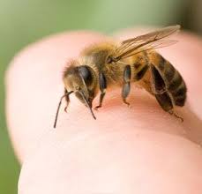 Ari Sokmasina Ne Iyi Gelir Guncel Bilgiler Sitesi Bee Keeping Treating Bee Stings Keep Bees Away