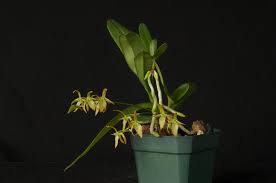 Image result for Rhipidoglossum