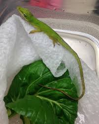 Lizard found in kindergartner's salad becomes new class pet