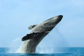 Image result for whale