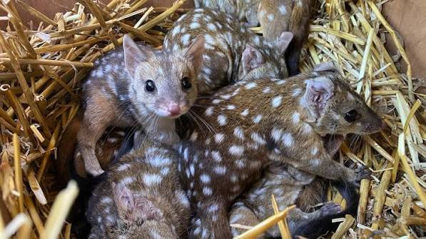 Western quoll joey born in outback NSW likely to be first in a century - ABC News