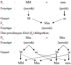 Check spelling or type a new query. Mari Belajar Ipa Biologi Pewarisan Sifat