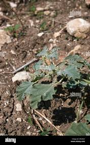 Image result for Chrozophora plicata