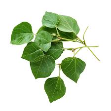 Image result for Tinospora