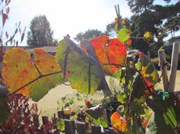 The fruits are prized by the songbirds and other wildlife. Spotlight On Vitis Californica Walker Ridge California Wild Grape Omnia Botanica Mcbg Corp 2021 Fort Bragg California