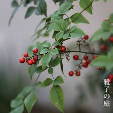 南天 nandina 雅子の庭 南天 庭 ヒメウツギ