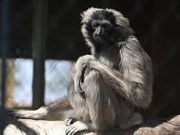 Image result for Hylebates cordatus