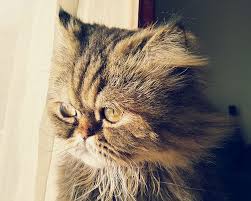 ( orange, black, and white.) Signs That A Cat Is Dying That It May Be Time To Say Goodbye