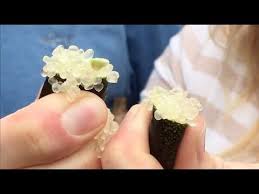 指橙 finger lime 是一種原產於澳洲的稀有水果 在一般的超市買不到 它的果肉呈現顆粒狀 猶如魚子醬 而它的價格也像魚子醬一樣昂貴 lime recipes caviar lime finger lime