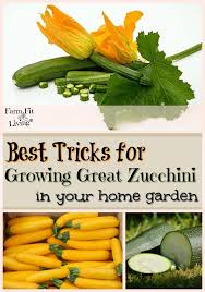 Zucchini plays nice with most plants {except potatoes, since they share a lot of the same pests}, but these ones are my fav because they actually provide some level of nutrients or protection for the zucchini. Best Tricks For Growing Great Zucchini In Your Home Garden