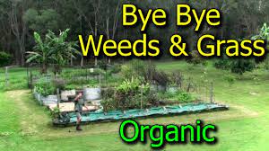 How to keep weeds out of garden. Preventing Getting Rid Of Weeds Grasses In Vegetable Garden Beds Youtube