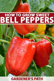How To Grow And Harvest Bell Peppers Gardener S Path Sweet Bell Peppers Stuffed Peppers Growing Bell Peppers