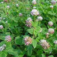 Image result for Trifolium squarrosum