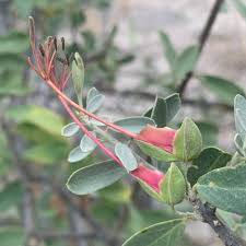 Image result for Cadaba termitaria