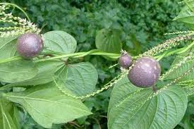 Image result for Dioscorea alata