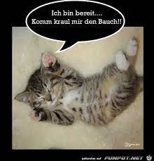 Wie auch immer, hier bekommt ihr nur gute nachrichten. Lustiges Bild Kraulen Jpg Eine Von 60188 Dateien In Der Kategorie Lustiges Auf Funpot Cute Baby Cats Baby Cats Pretty Cats
