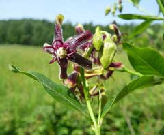 Image result for Periploca linearifolia