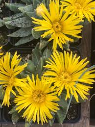 Image result for Nananthus