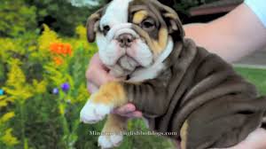 English bulldog bloody bride halloween. Chocolate Tri English Bulldog Puppy Youtube